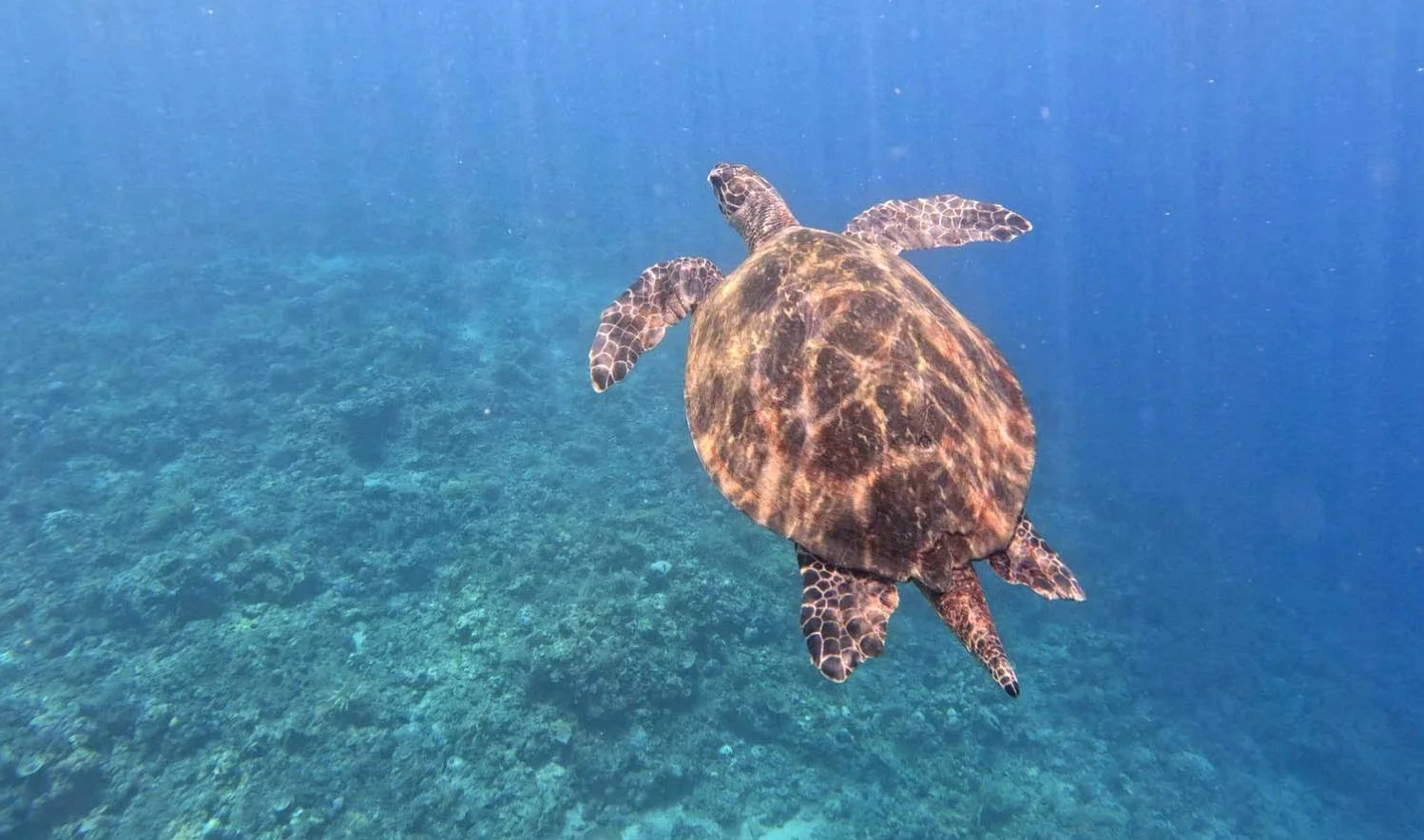 East Bali Snorkeling Tour moment