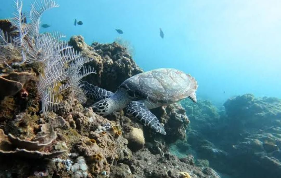 East Bali Snorkeling Tour moment